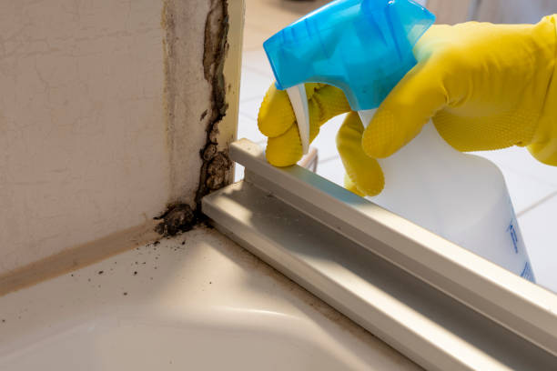 Best Office Mold Removal Services  in Eyota, MN