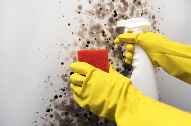 Best Black Mold Removal  in Eyota, MN