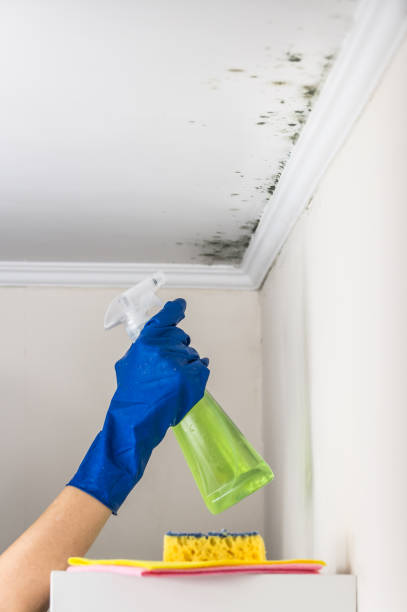 Best Attic Mold Removal  in Eyota, MN
